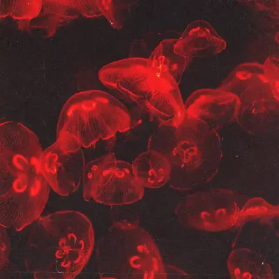 fluid.