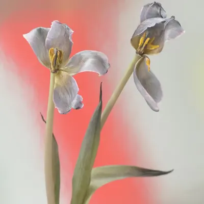 Adieux (Tulips)