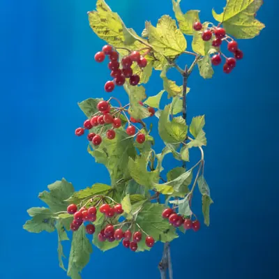 Berries
