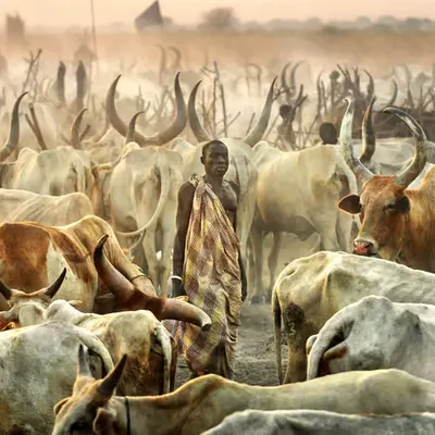 Cattle Camp #50