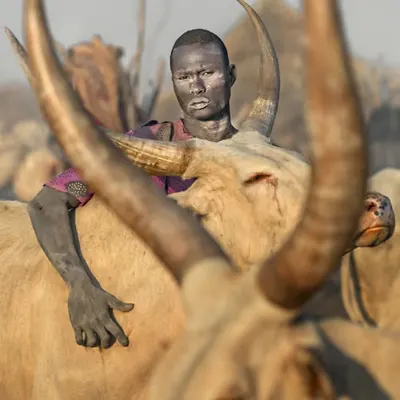 Frame of Horns #53