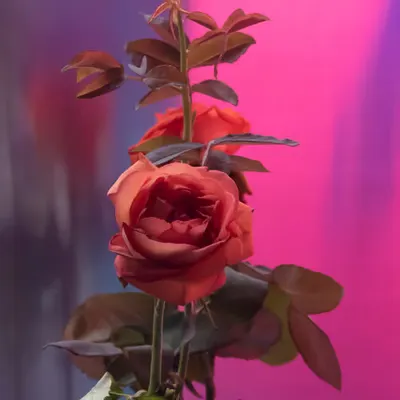 Roses
