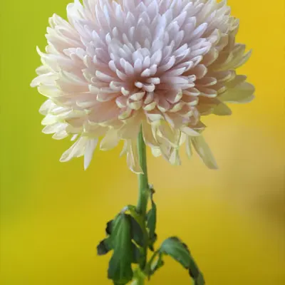 Chrysanthemum