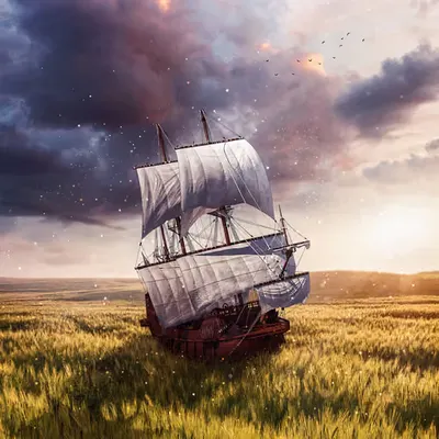Sail the field 