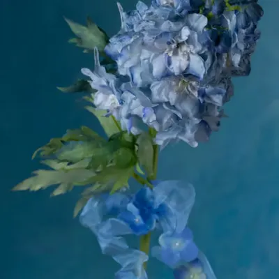Fleur d'Artifice (Delphinium)