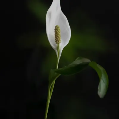 Anthurium 