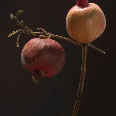 Pomegranates 