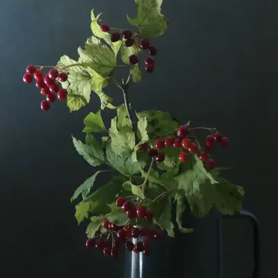 Berries in Tin Pitcher