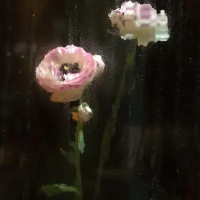 Reflections #4