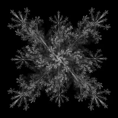 AVARICE