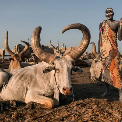 Mundari Herder #72