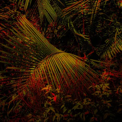 Amazon rainforest
