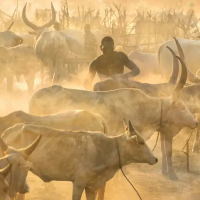 Dust and Cows #79