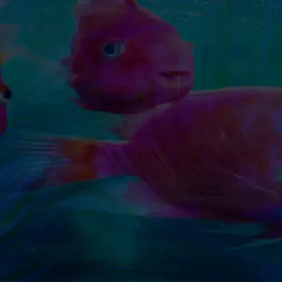 Pink fish - ocean of love.