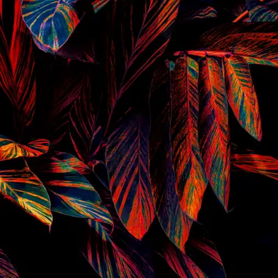 Alpinia