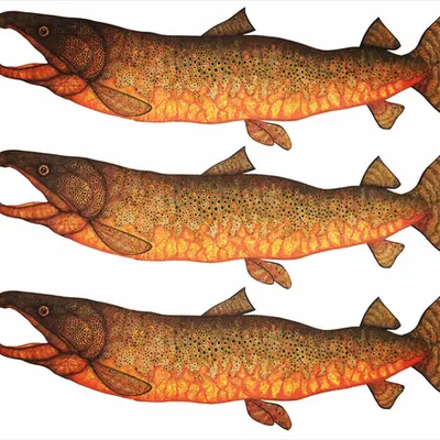Trout Clones