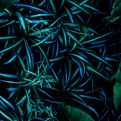 Blue Jungle