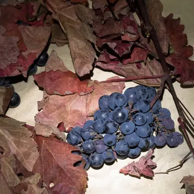 Bacchus