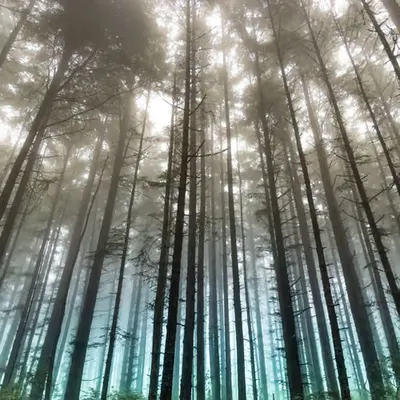 Forest For The Trees (Odds & Ends Series #2)