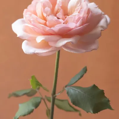French Flowers #1
