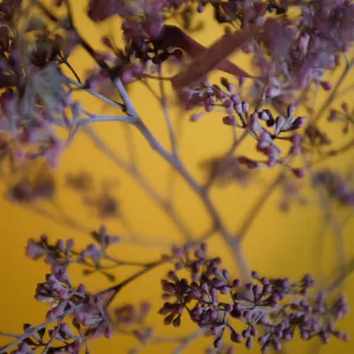Branches