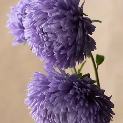 French Flowers #2