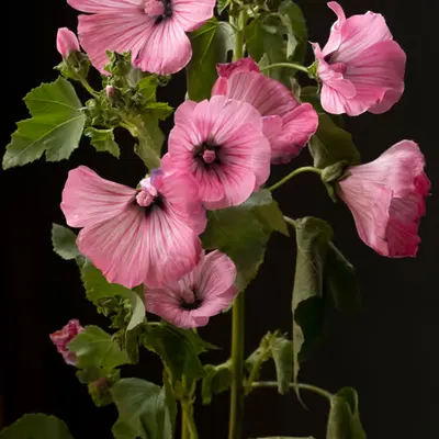 French Flowers #3