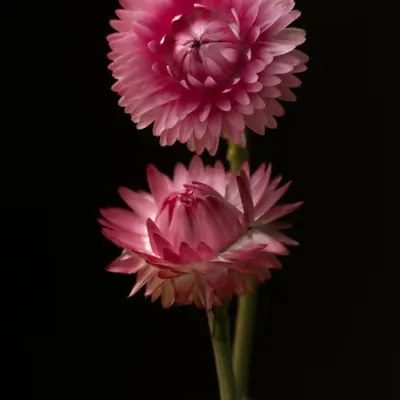 French Flowers #4