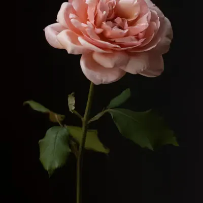 French Flowers #6