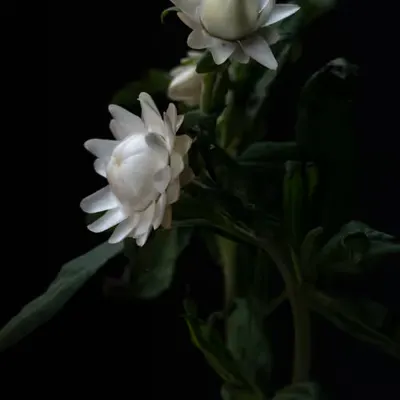 French Flowers #7
