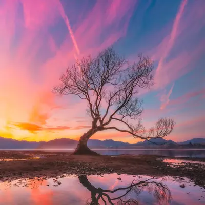 The Wanaka Tree