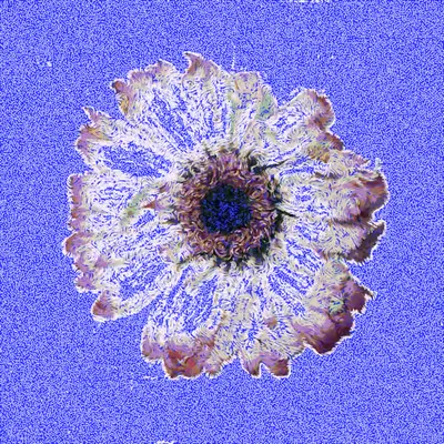 Gerbera Daisy #1
