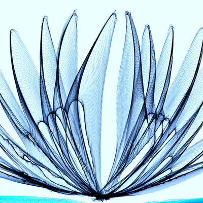 Fairy Wings