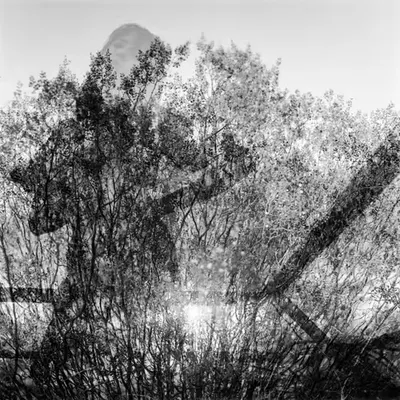 Rhizome //01