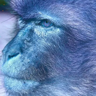 Great Ape  - the Wild Rock Ape - Bert the Monkey