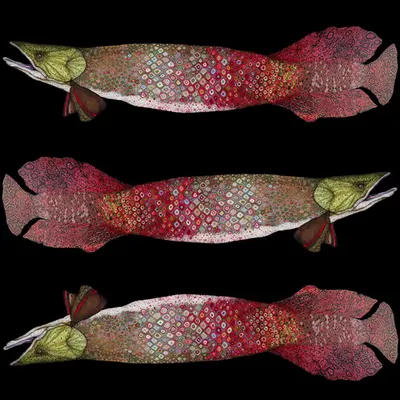Arapaima Clones
