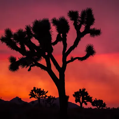 Fire in the Sky