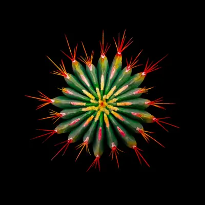 Cactus 3.3