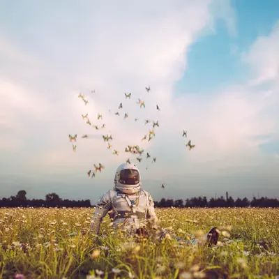 The Butterflies 
