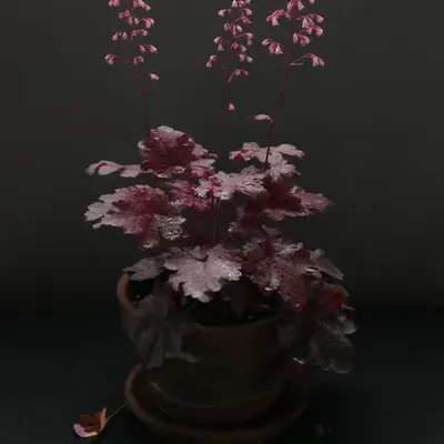 Still Life #3