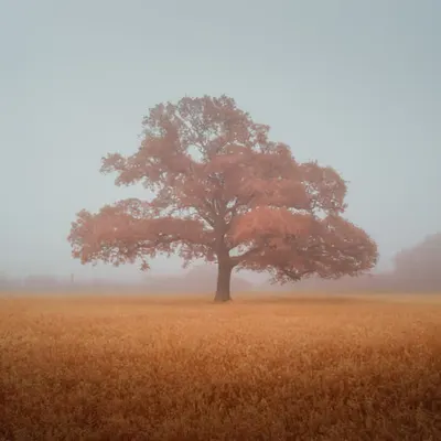 FOREVER AUTUMN - ANOTHER WORLD 5
