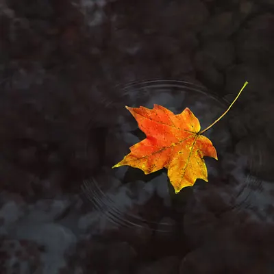 Haiku (2007)