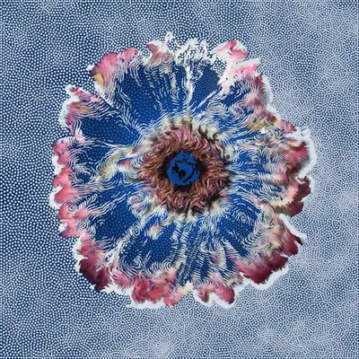 Gerbera Daisy #2