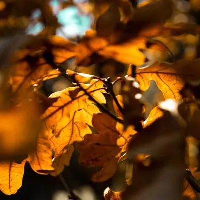 ItsFall//Yall