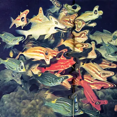 Those Aren’t Fish