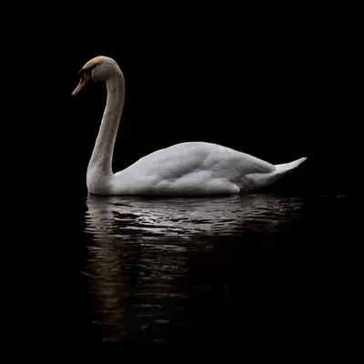 Jasmines Swan