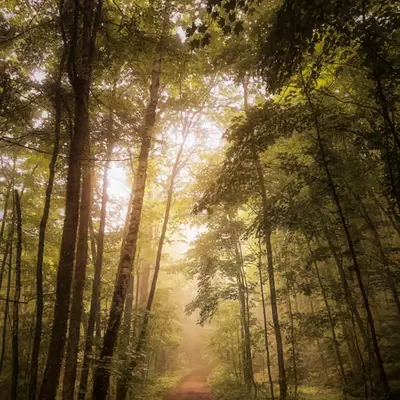 The Long Way Home