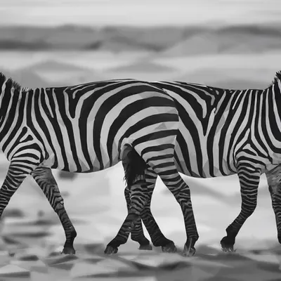Crossing Paths