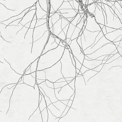 The Oak Tree part #0,-2