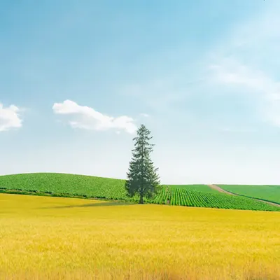Photography like a painting
